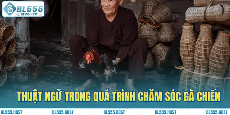 Tổng hợp thuật ngữ trong quá trình chăm sóc gà chiến
